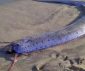 На побережьях океана находят «рыбу Судного дня»: чего стоит опасаться?