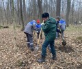 В Ясной Поляне прошла экологическая акция по посадке деревьев