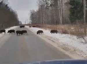 В Белёвском районе Тульской области гуляют кабаны
