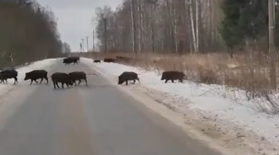 В Белёвском районе Тульской области гуляют кабаны