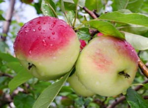 Селекционеры из Сибири вывели зимостойкий сорт яблок