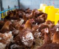 В мясе птицы производителя из Казахстана нашли листерию