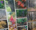 Фотовыставка «Зачарованный лес» открылась в Туле