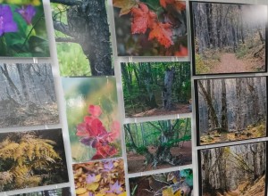 Фотовыставка «Зачарованный лес» открылась в Туле