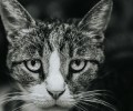 Сбросивший кошку с «Ласточкиного гнезда» живодёр отправится на экспертизу
